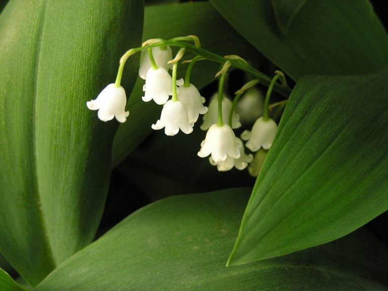 Muguet